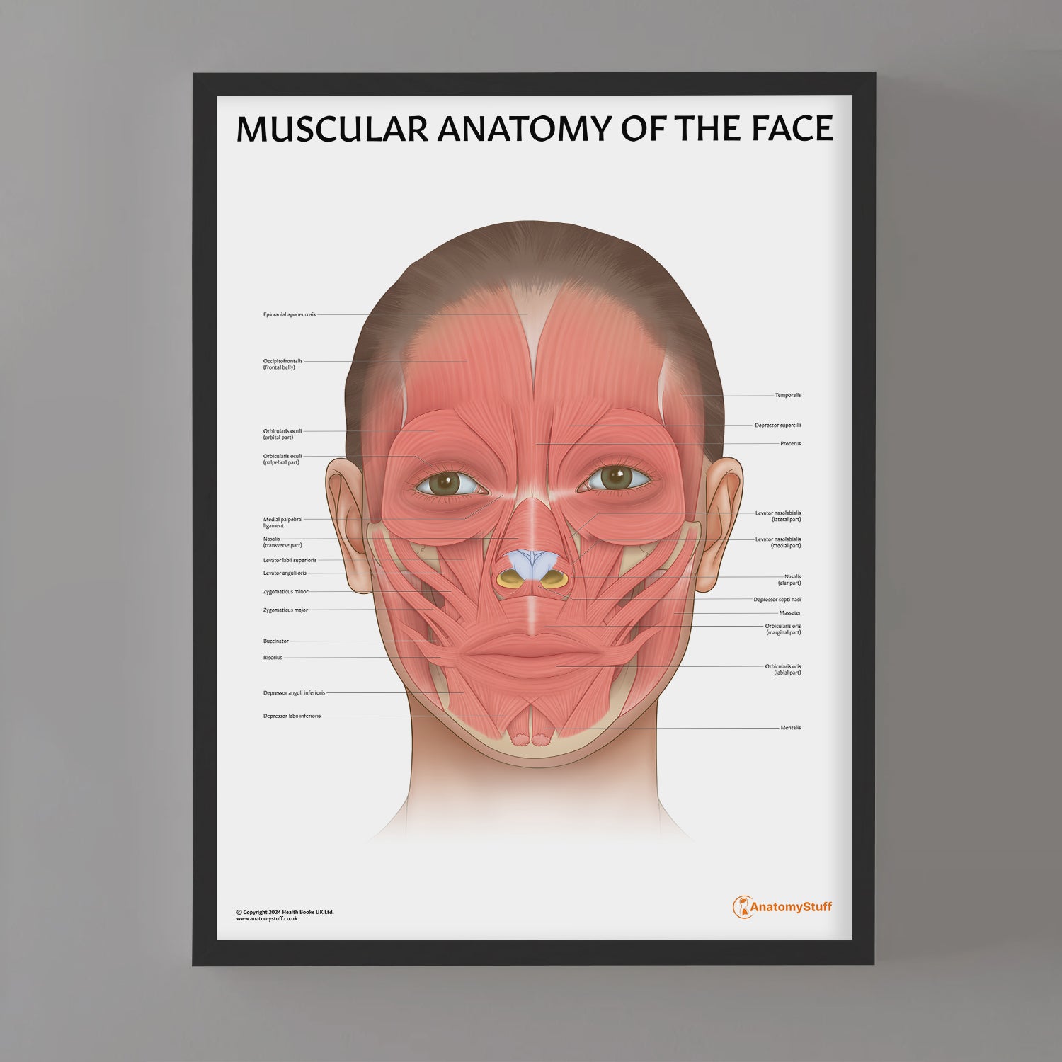 Muscular Anatomy of the Face Chart / Poster