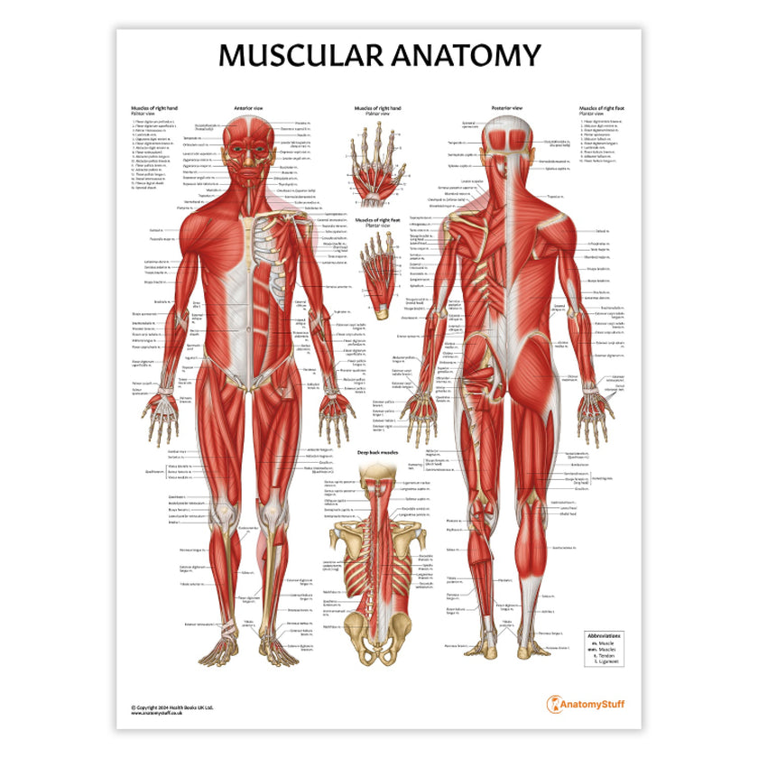 Muscular Anatomy Chart / Poster