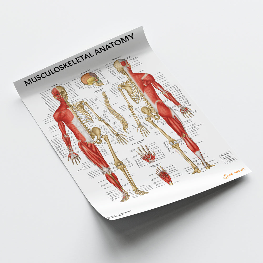 Musculoskeletal Anatomy Chart / Poster