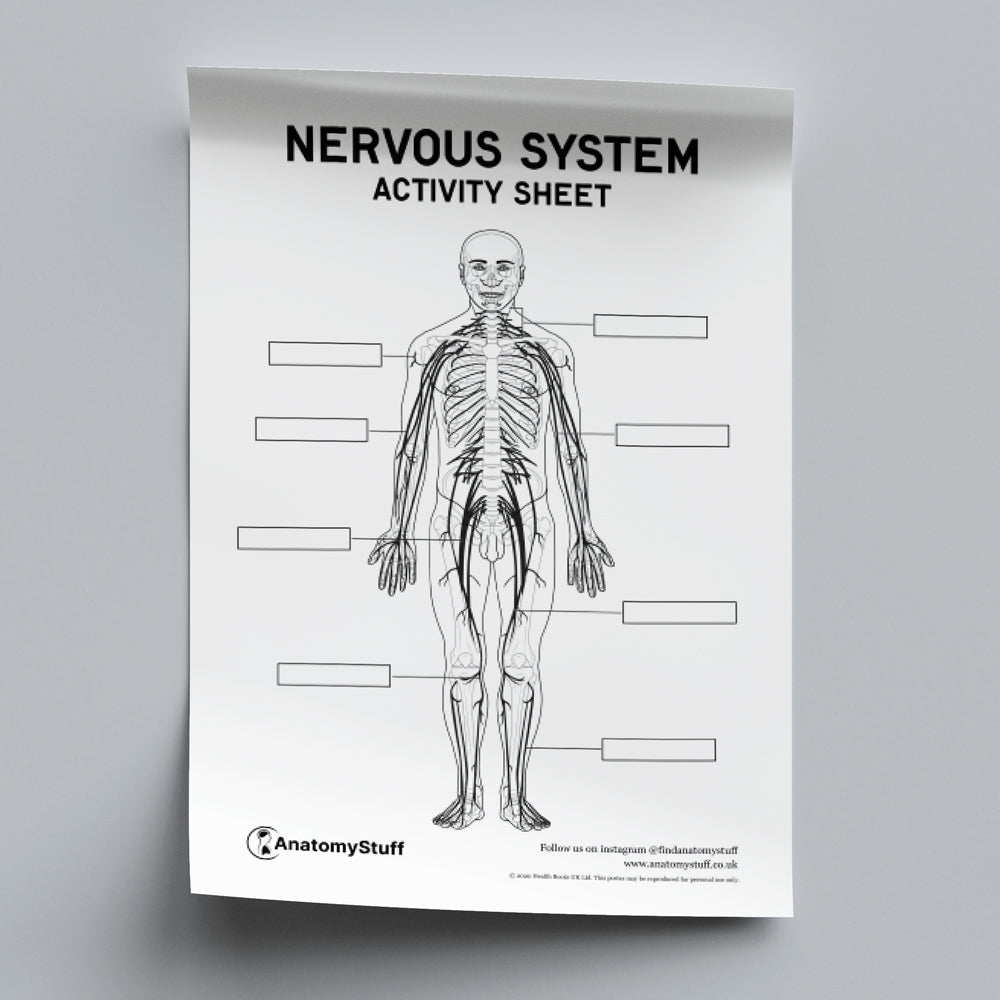 Nervous System Anatomy Activity Sheet PDF