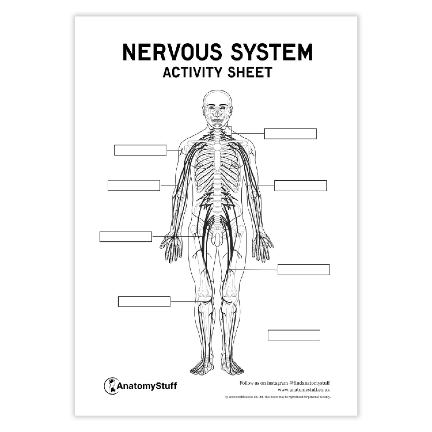 Nervous System Anatomy Activity Sheet PDF