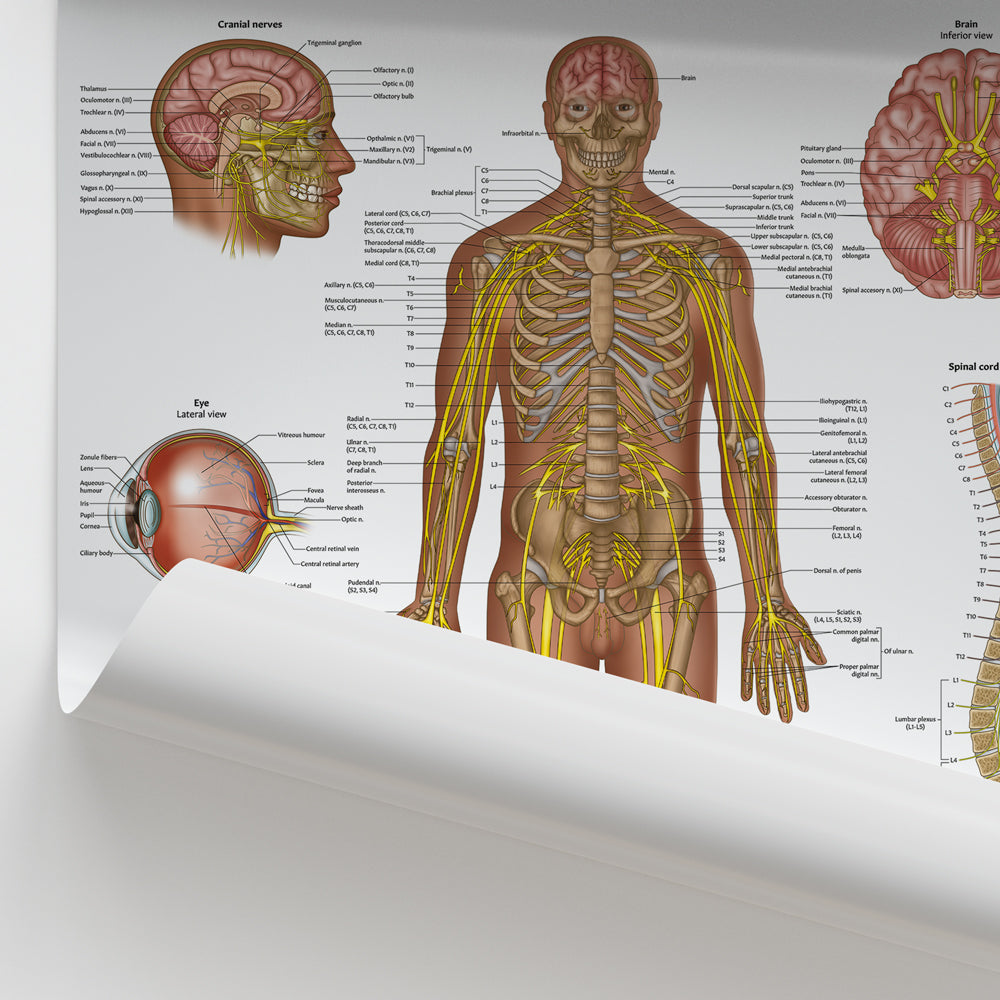 Nervous System Anatomy Chart / Poster