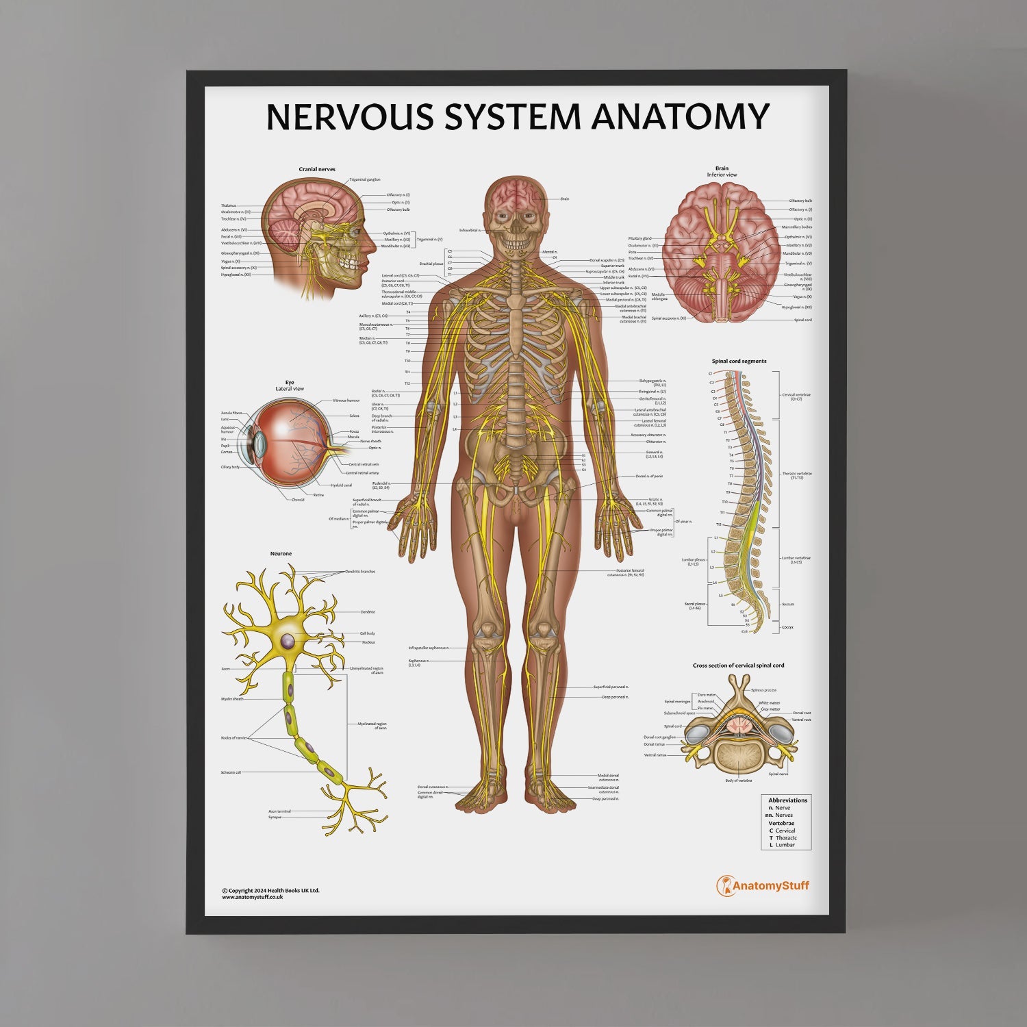 Nervous System Anatomy Chart / Poster