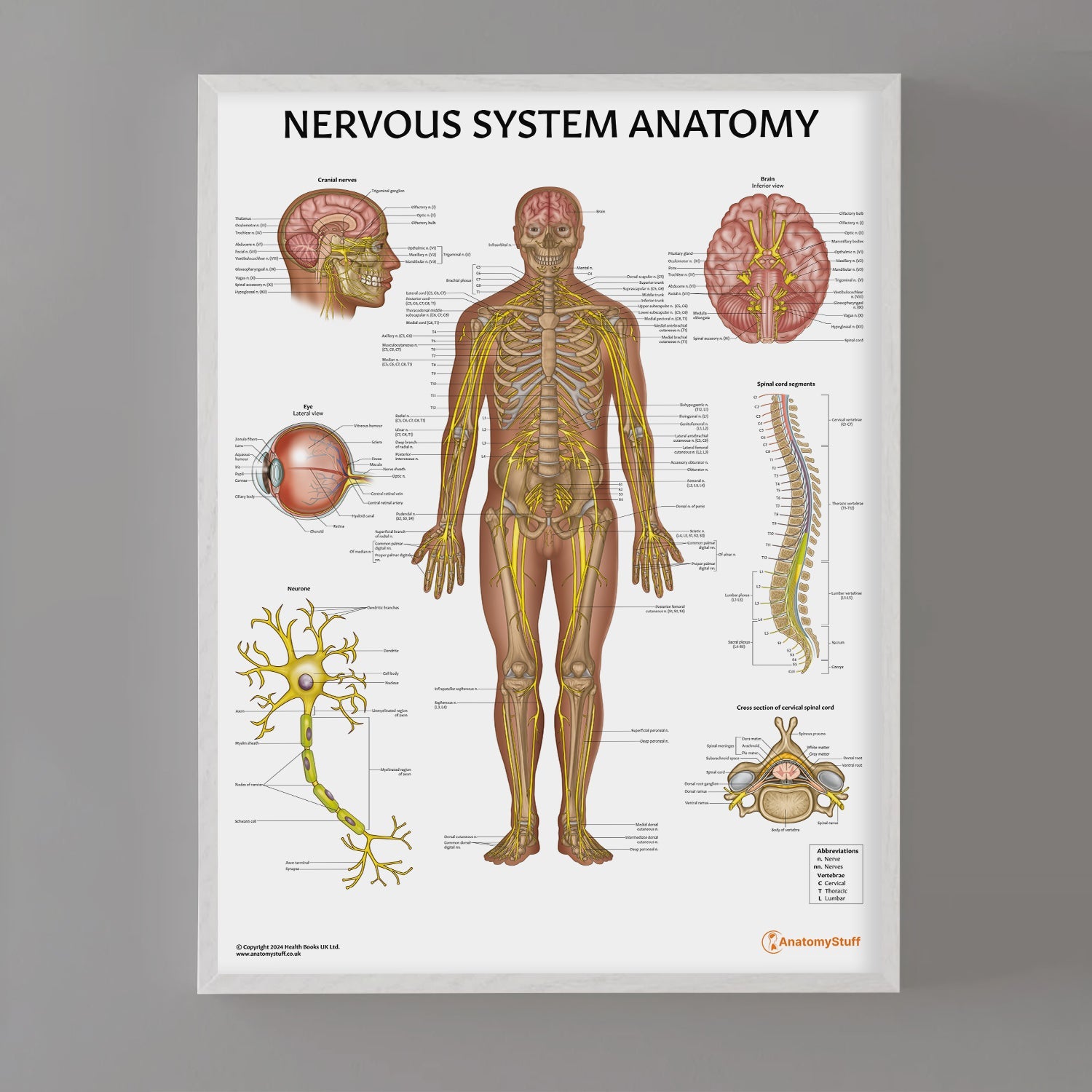 Nervous System Anatomy Chart / Poster