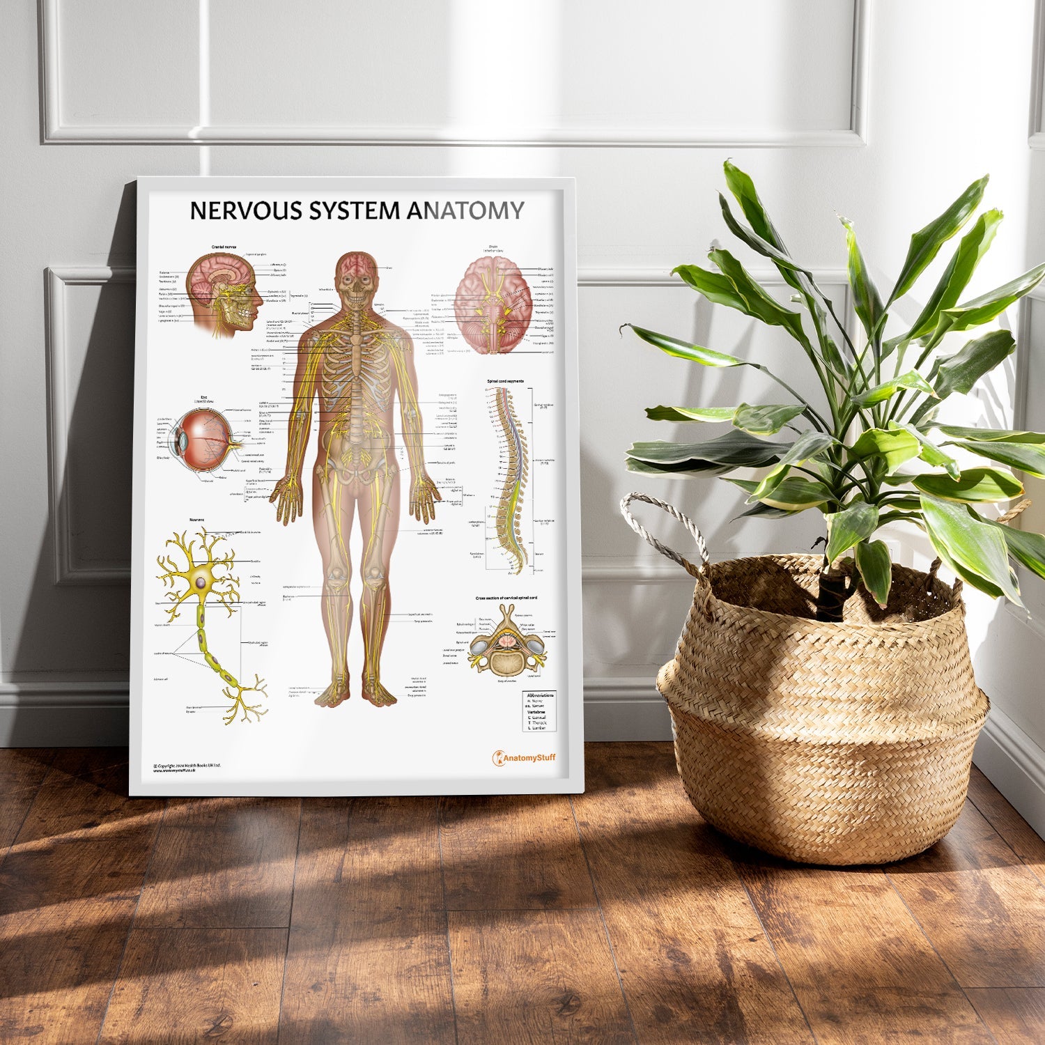 Nervous System Anatomy Chart / Poster