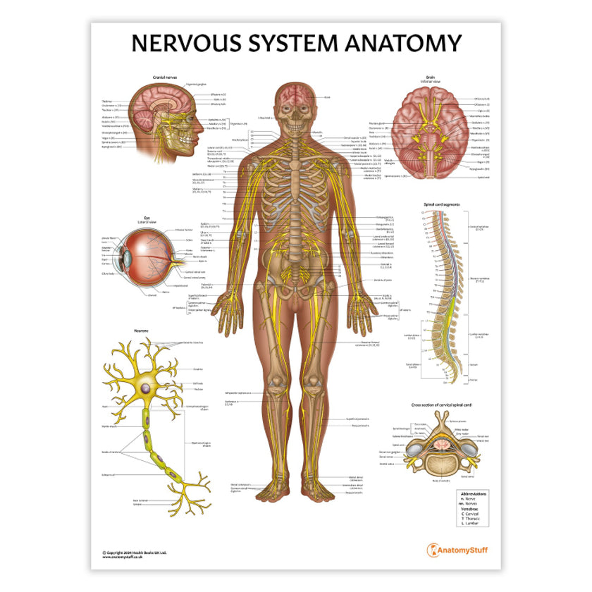 Nervous System Anatomy Chart / Poster