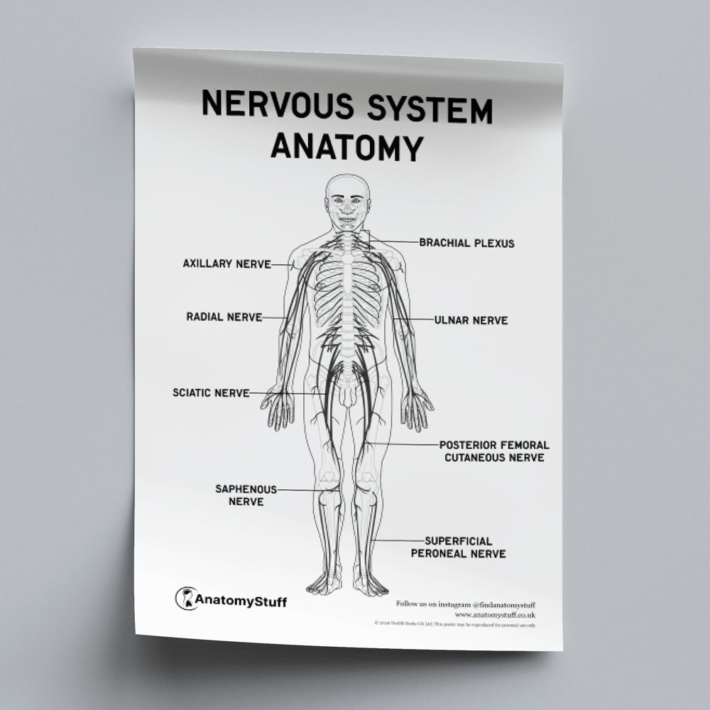 Nervous System Anatomy Poster PDF