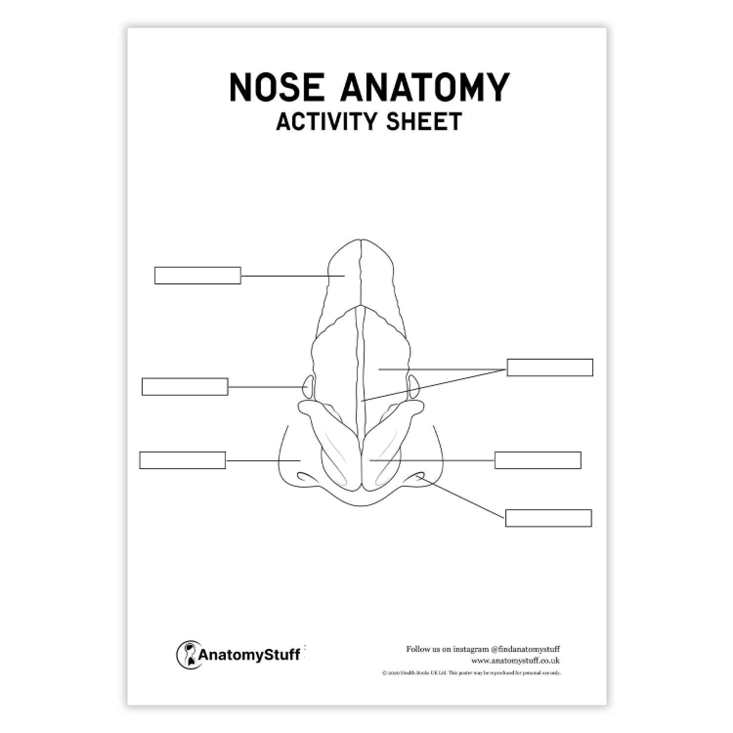 Nose Anatomy Activity Sheet PDF