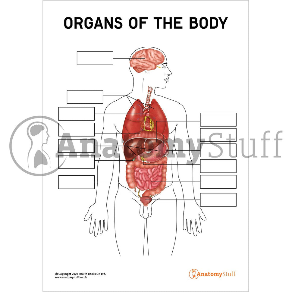 Organs Of The Body Poster / Worksheet (Interactive & Printable PDF)