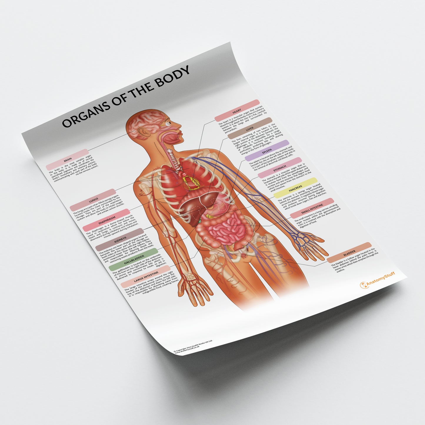 Organs of the Body Chart / Poster