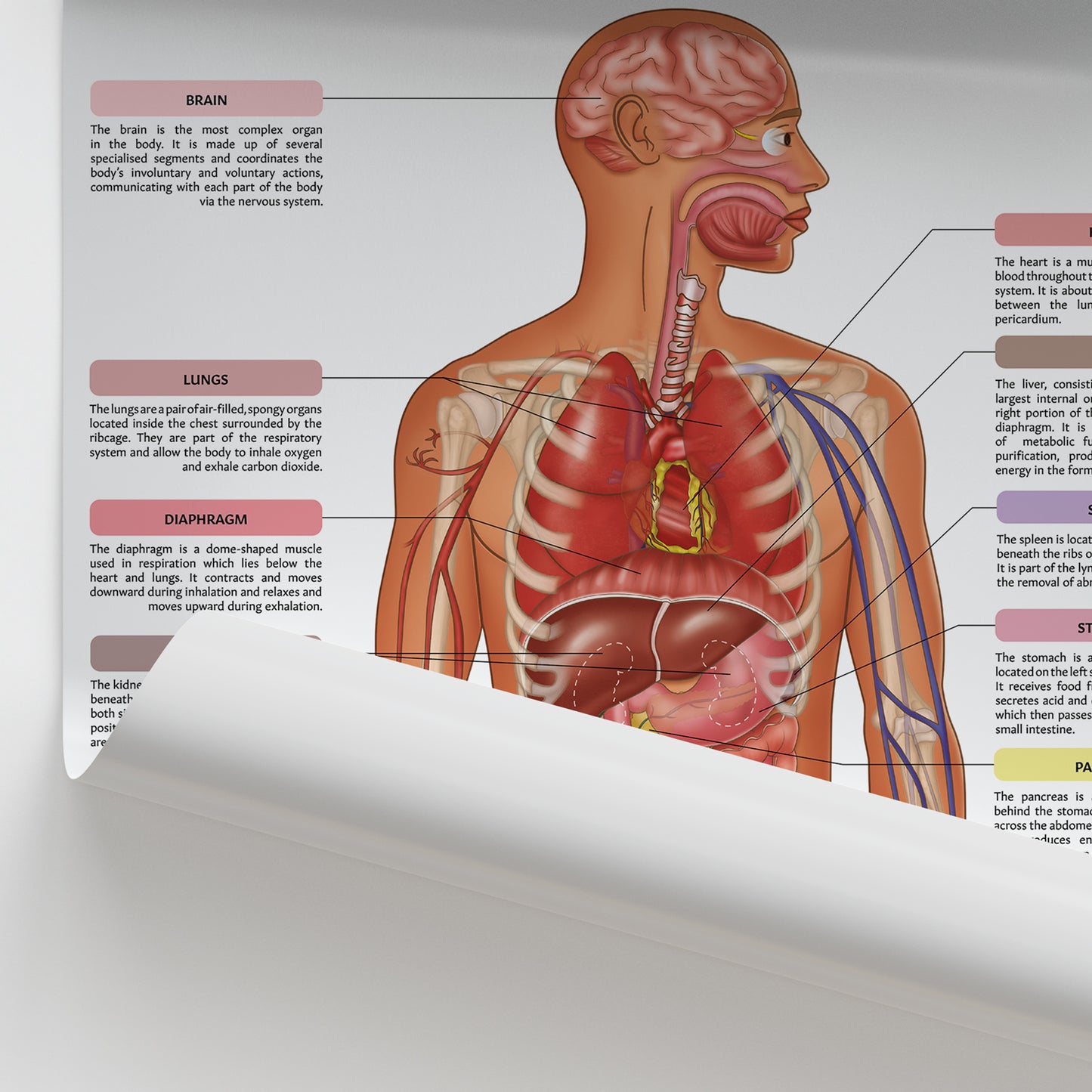 Organs of the Body Chart / Poster