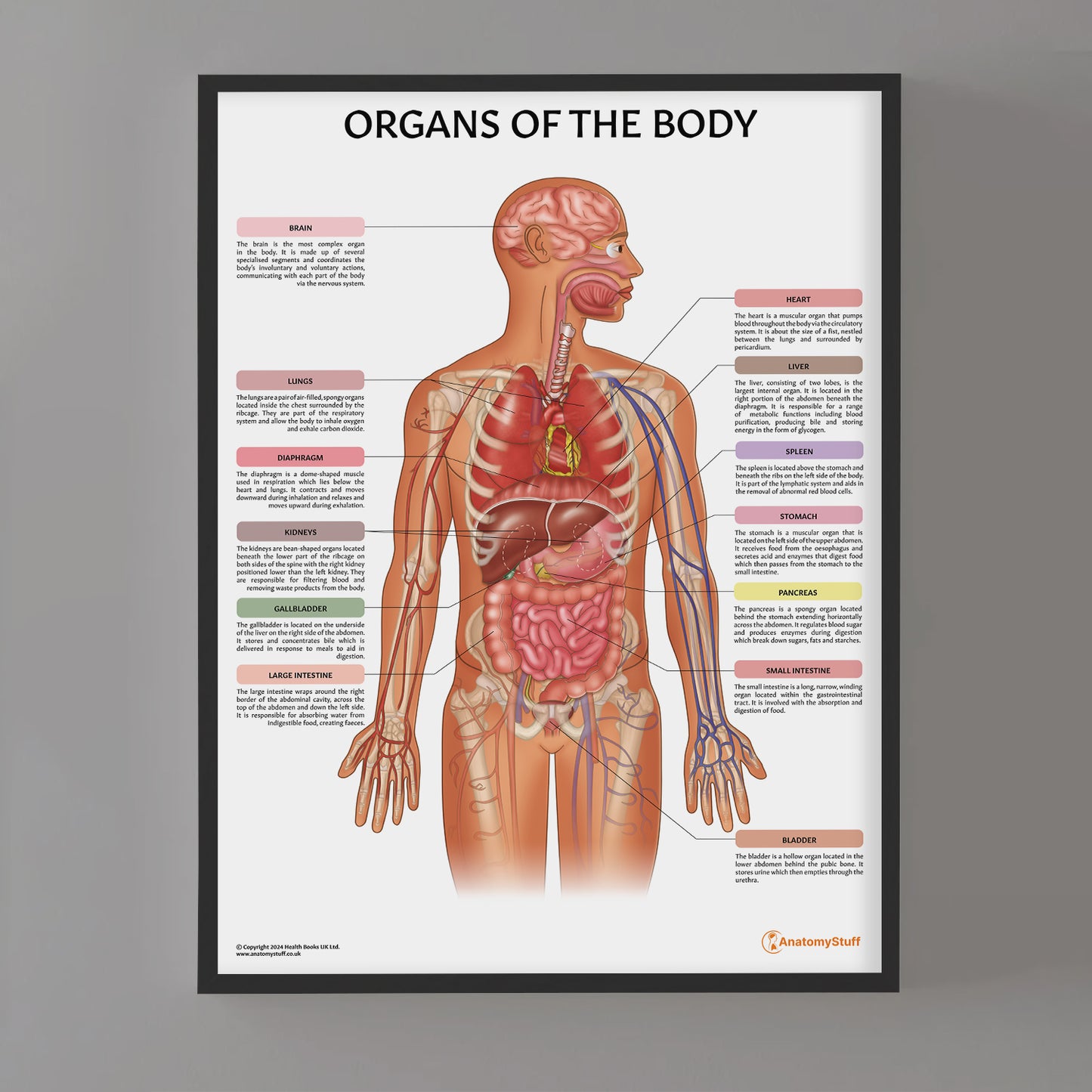 Organs of the Body Chart / Poster