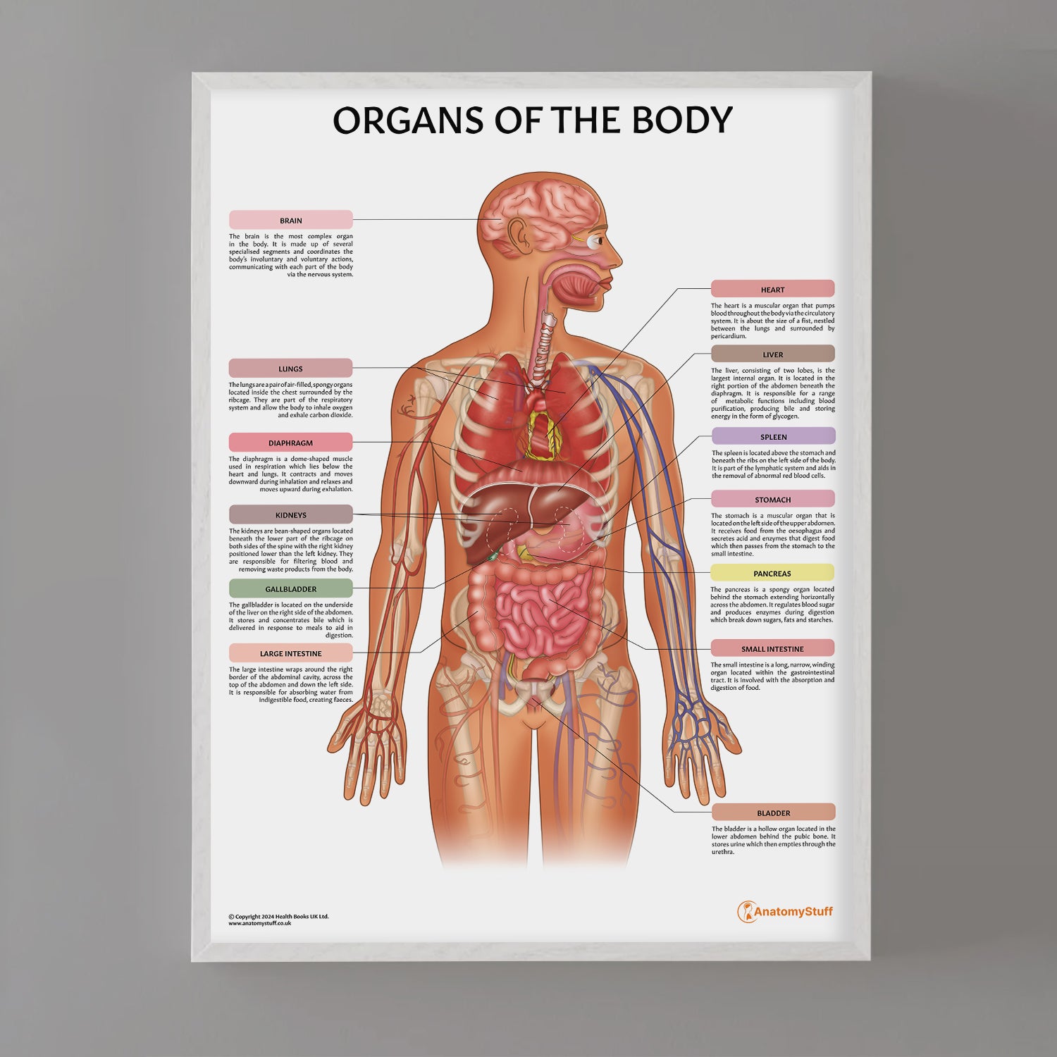 Organs of the Body Chart / Poster
