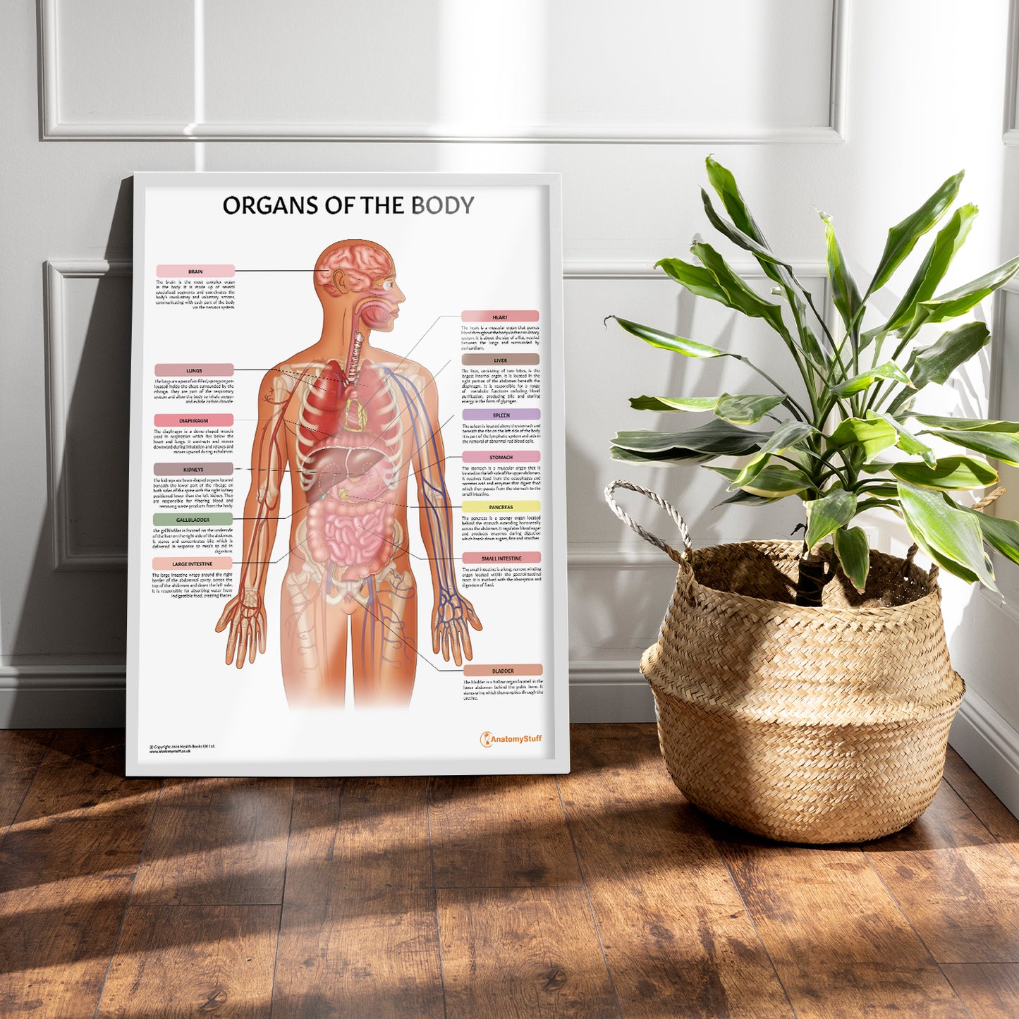 Organs of the Body Chart / Poster