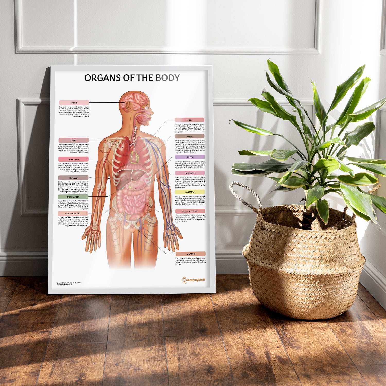 Organs of the Body Chart / Poster