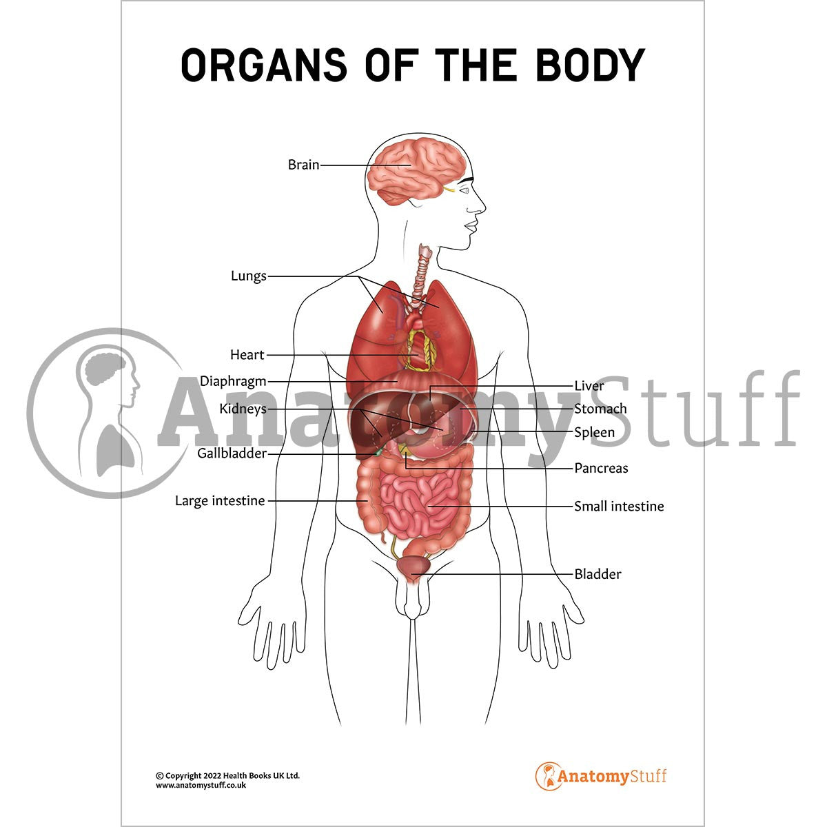 Organs Of The Body Poster / Worksheet (Interactive & Printable PDF)