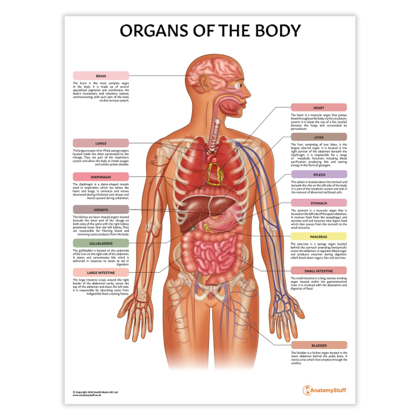 Organs of the Body Chart / Poster