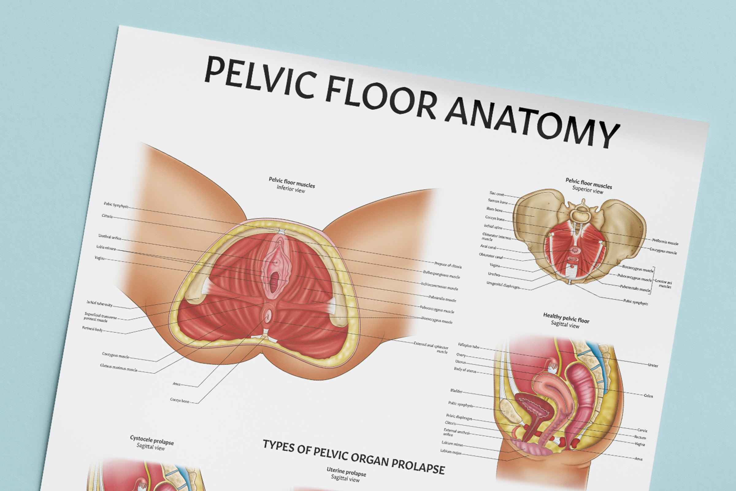 Pelvic Floor Muscles