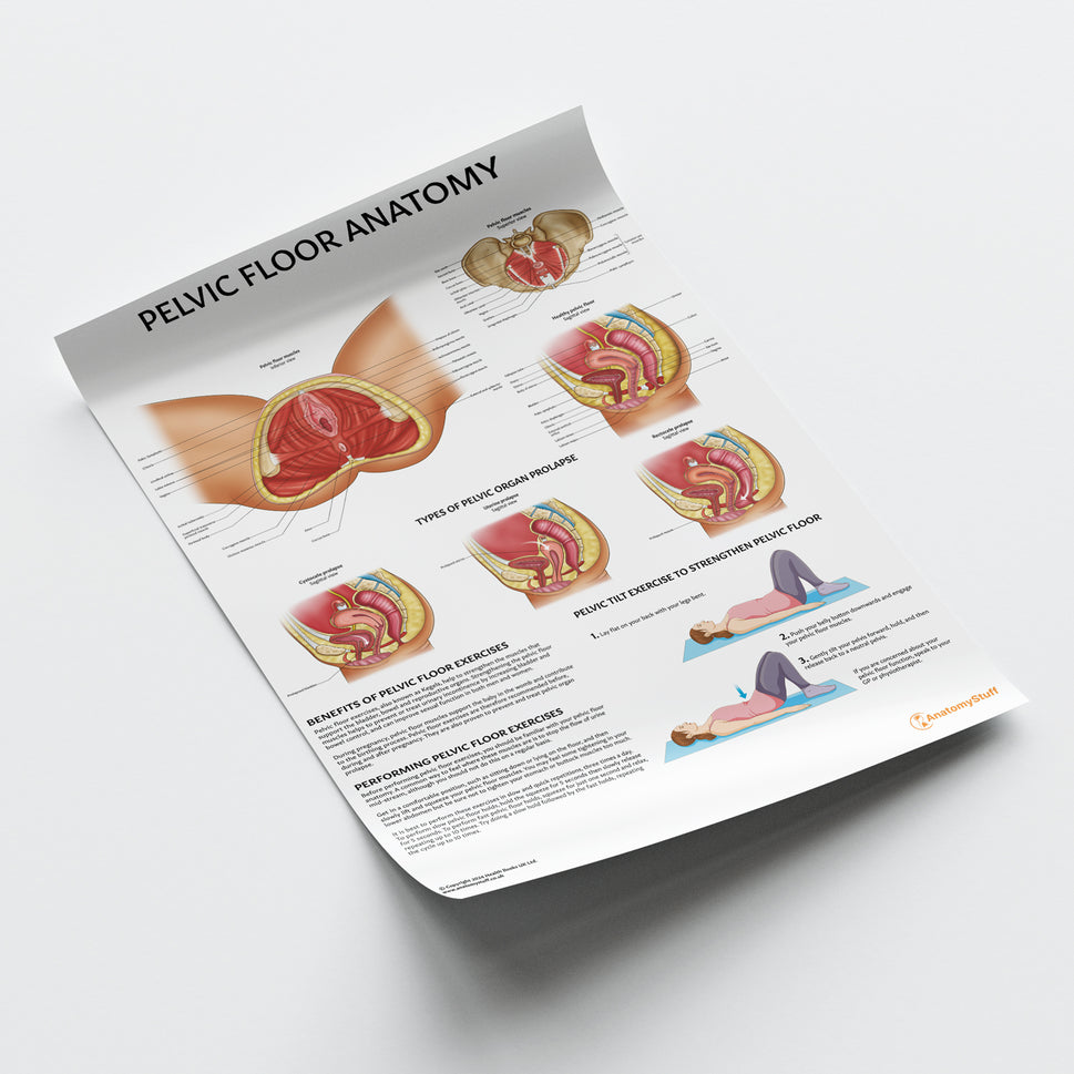 Pelvic Floor Anatomy Chart / Poster