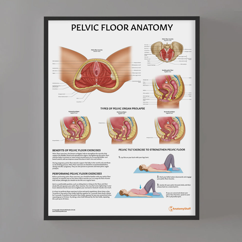 Pelvic Floor Anatomy Chart / Poster