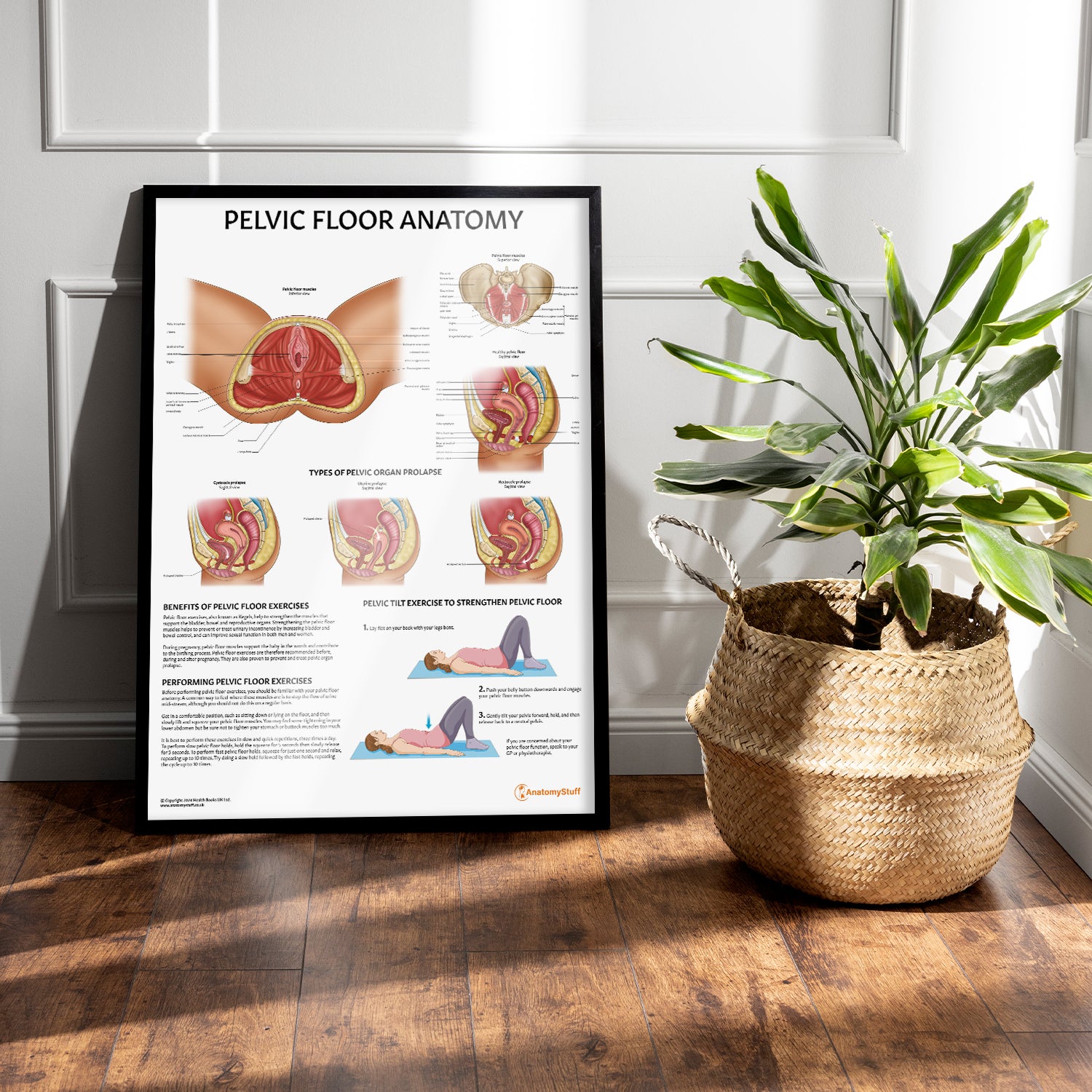 Pelvic Floor Anatomy Chart / Poster