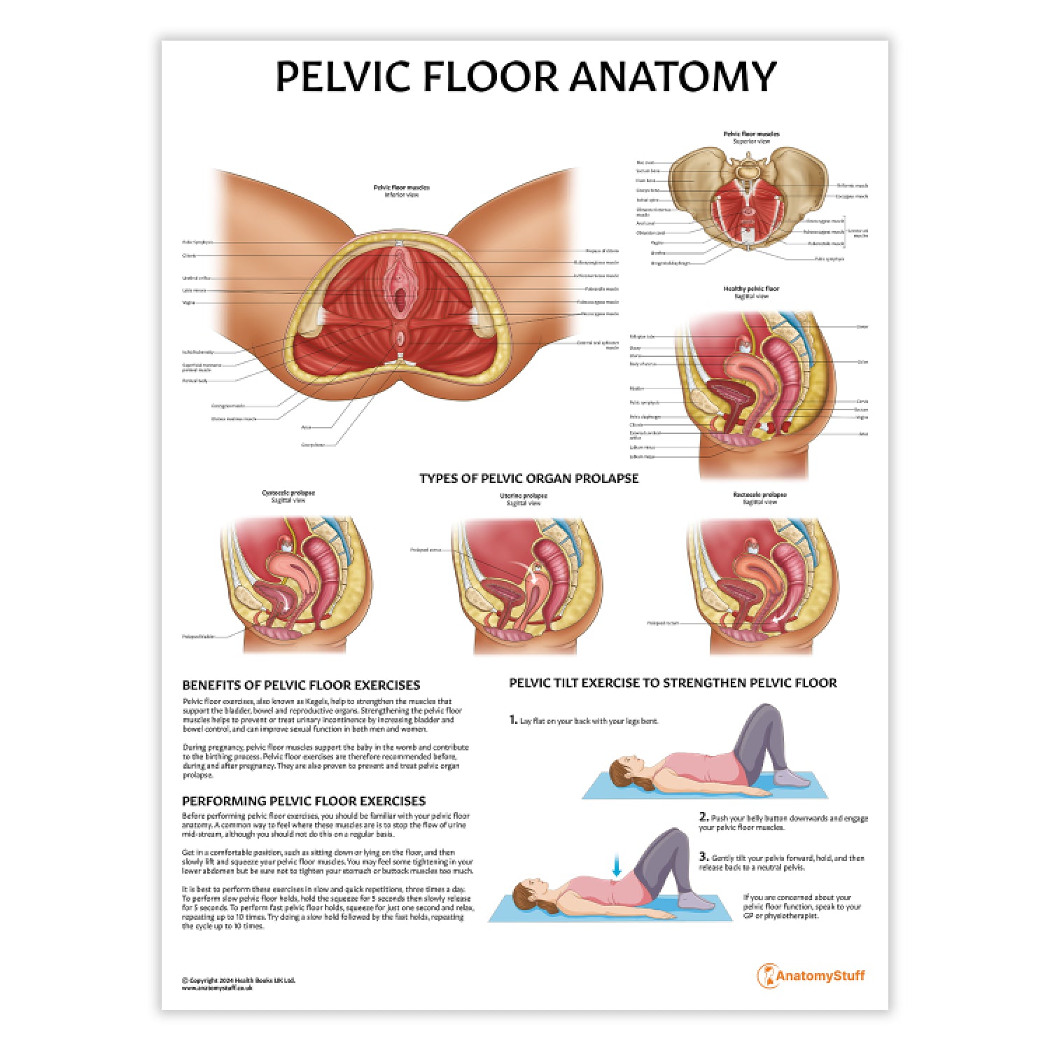 Pelvic Floor Anatomy Chart / Poster