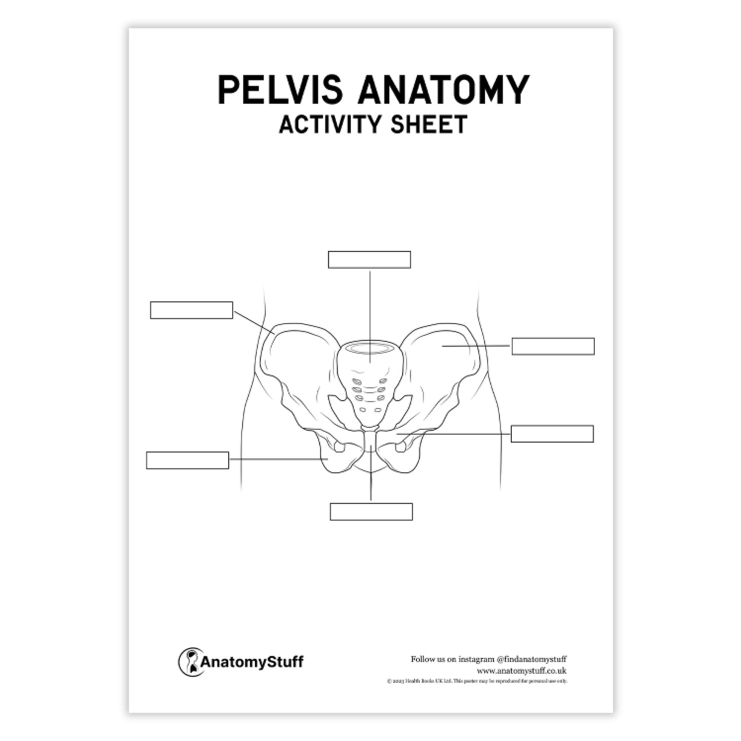 Pelvis Anatomy Activity Sheet PDF