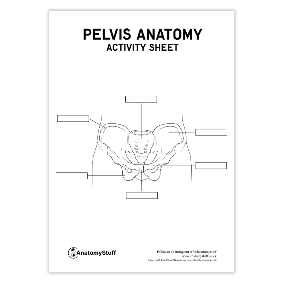 Pelvis Anatomy Activity Sheet PDF