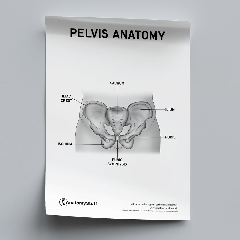 Pelvis Anatomy Poster PDF