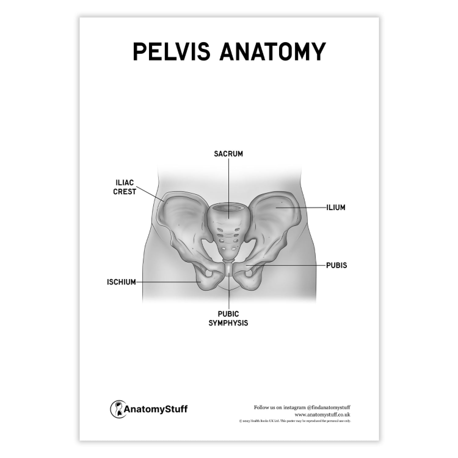 Pelvis Anatomy Poster PDF