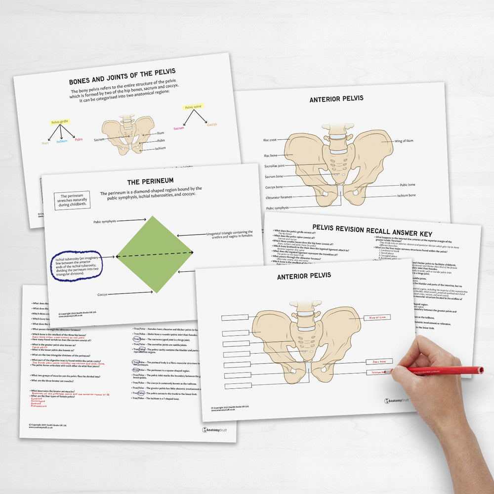 Pelvis Anatomy Revision Worksheets (Interactive & Printable PDFs)