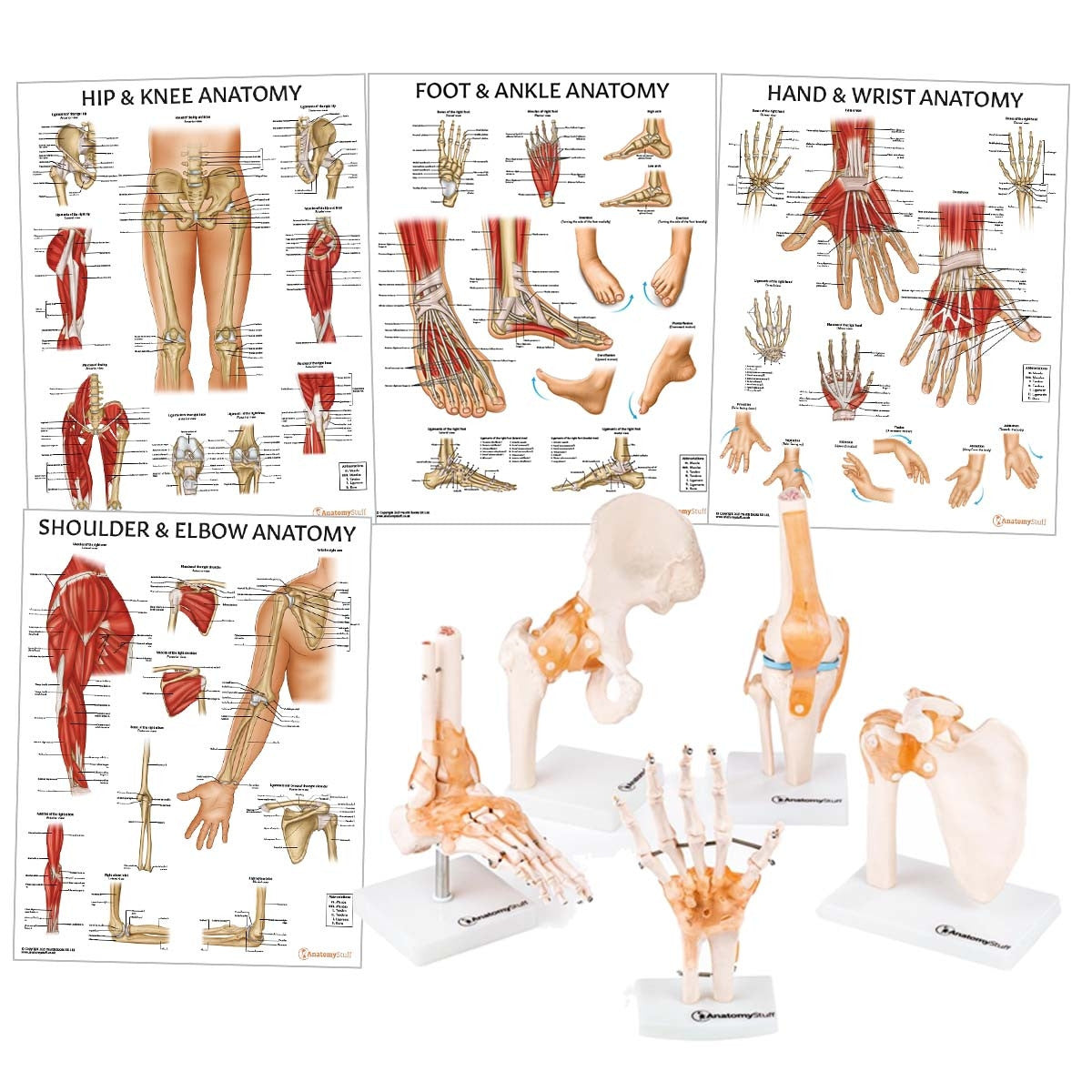 <strong>Peripheral Joint Anatomy Collection</strong>