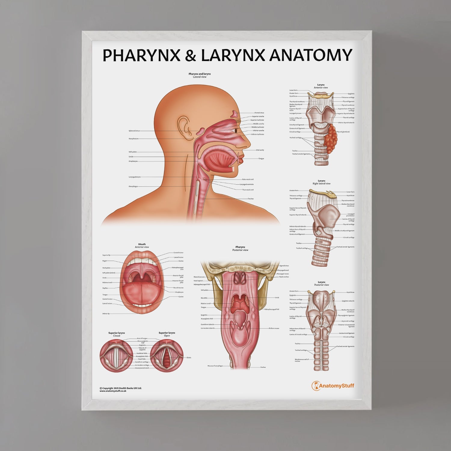 Pharynx & Larynx Anatomy Chart / Poster