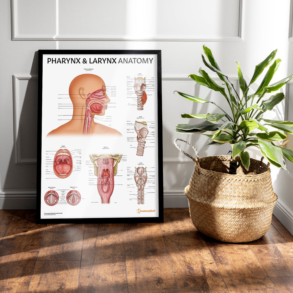 Pharynx & Larynx Anatomy Chart / Poster