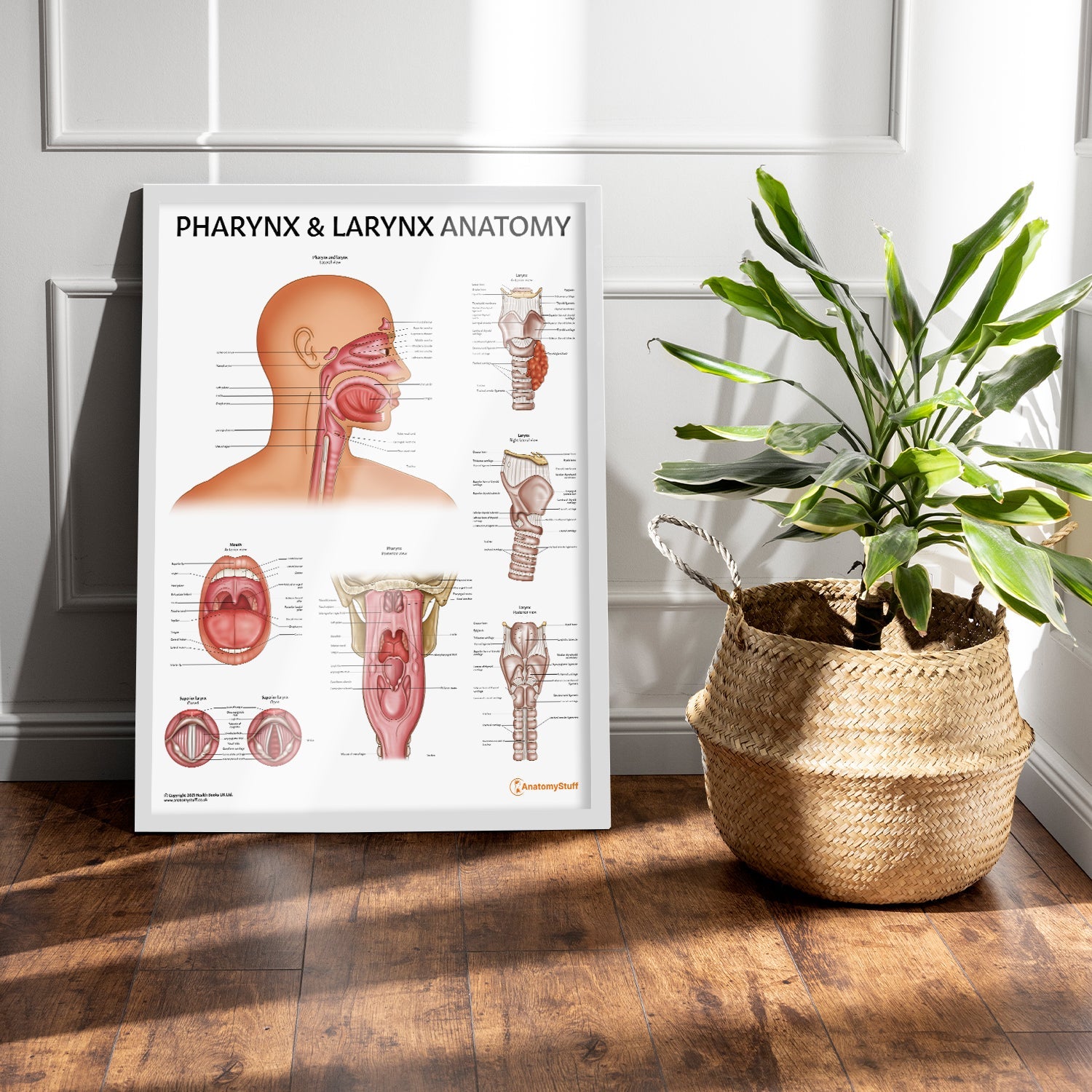 Pharynx & Larynx Anatomy Chart / Poster