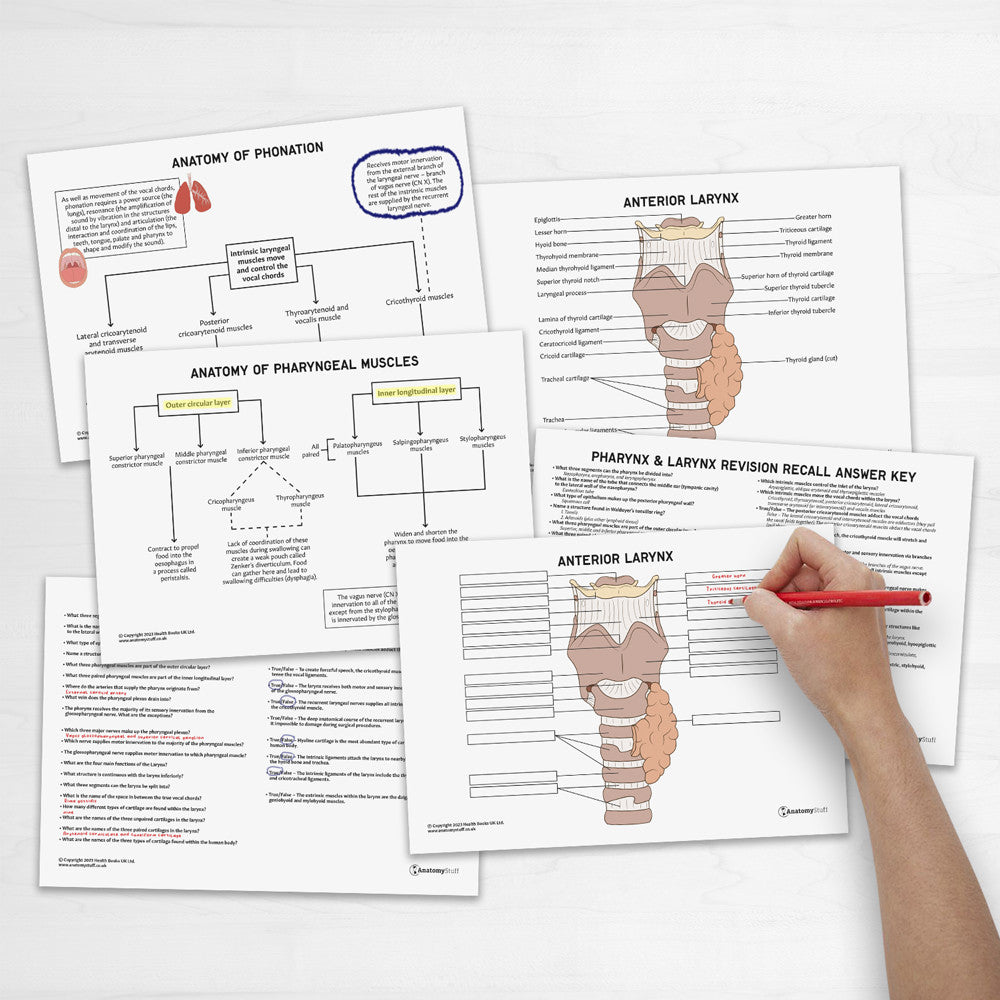 Pharynx & Larynx Anatomy Revision Worksheets (Interactive & Printable PDFs)
