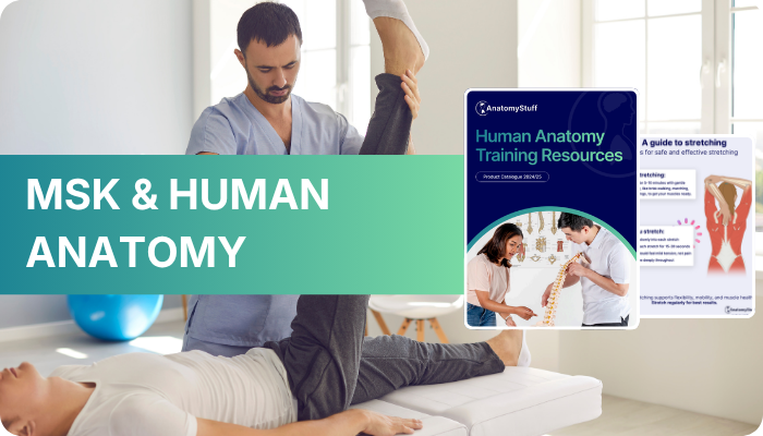 MSK and Human Anatomy