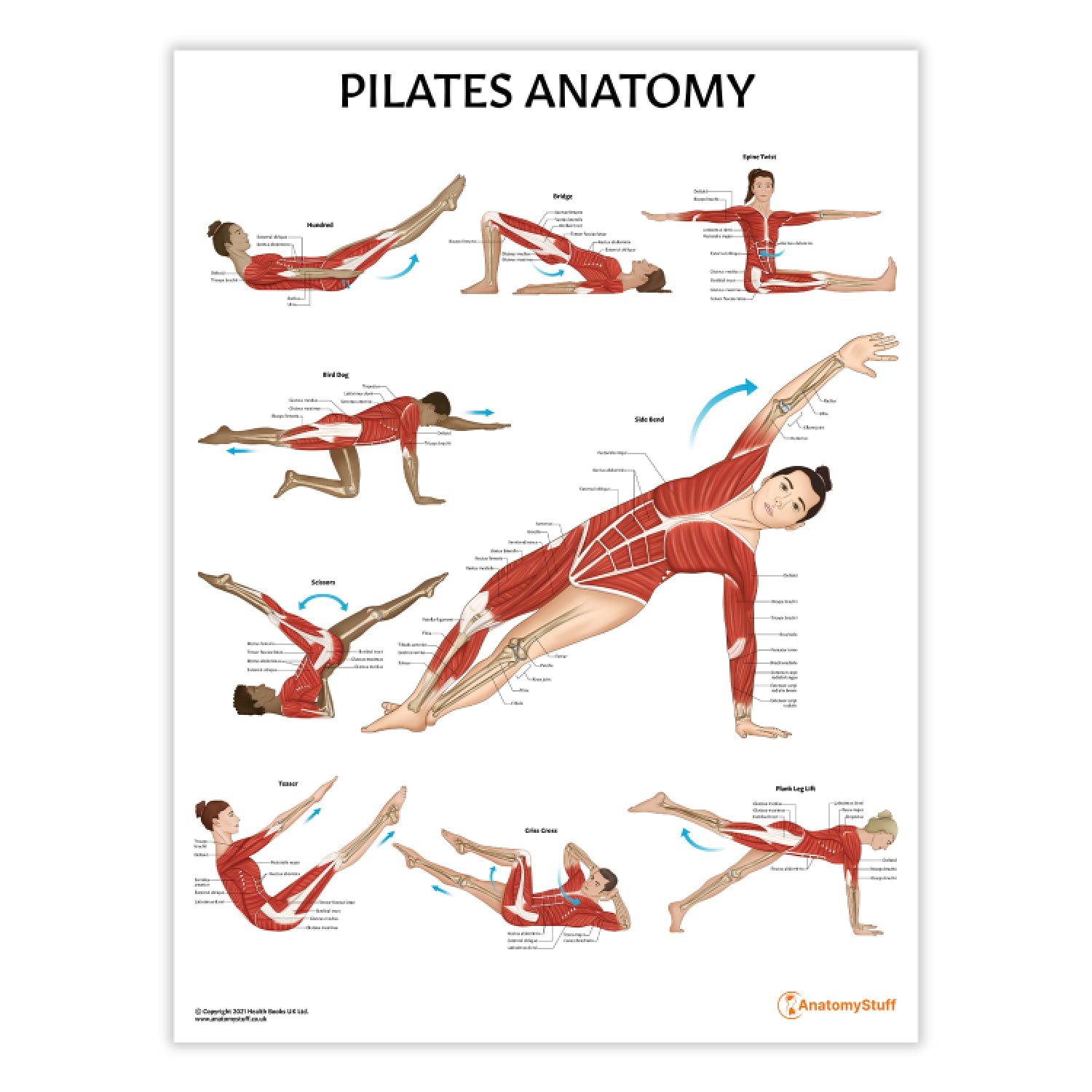 Pilates Anatomy Chart / Poster