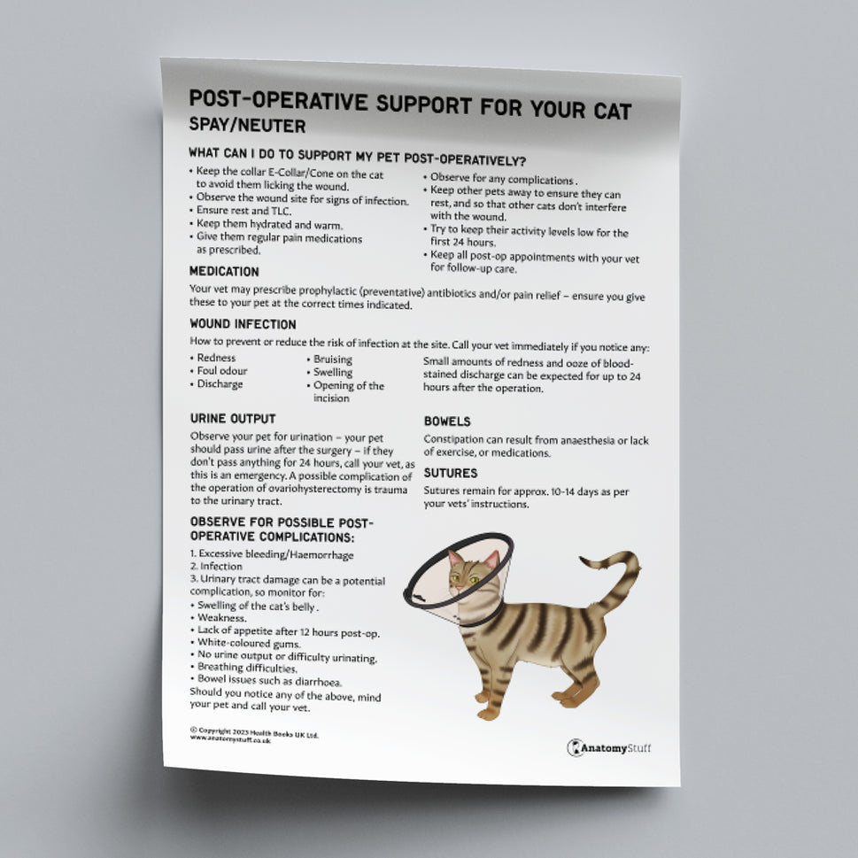 Post-Operative Support for Your Cat - Spay/Neuter (Printable PDF)