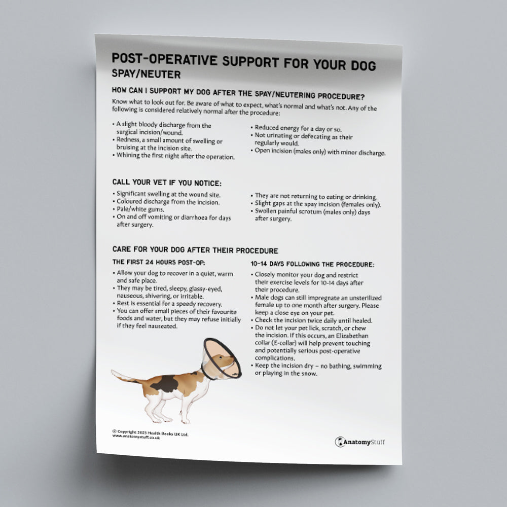 Post-Operative Support for Your Dog - Spay/Neuter  (Printable PDF)
