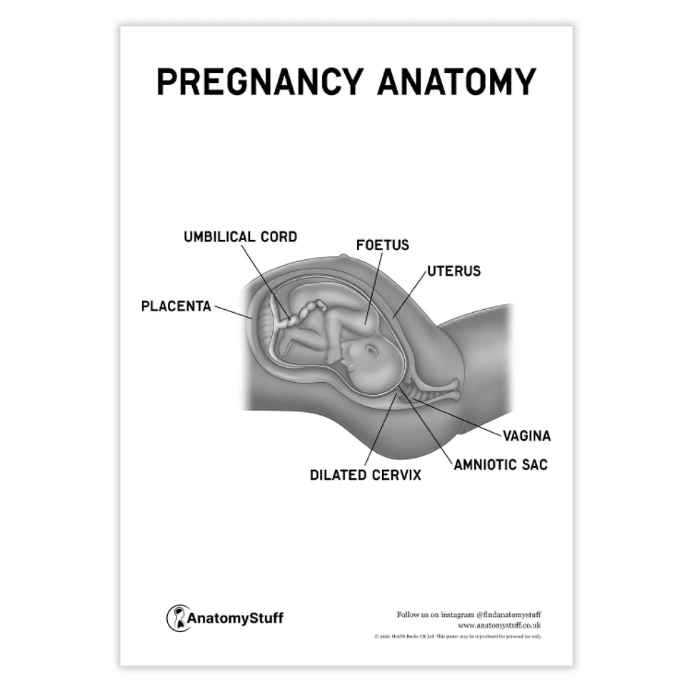 Pregnancy Anatomy Poster PDF