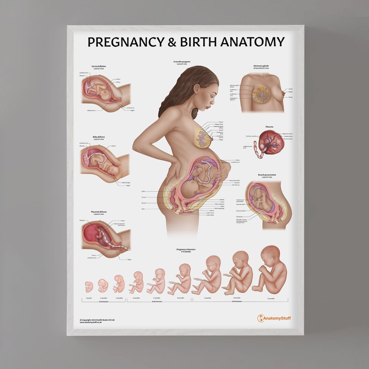 Pregnancy and Birth Chart / Poster