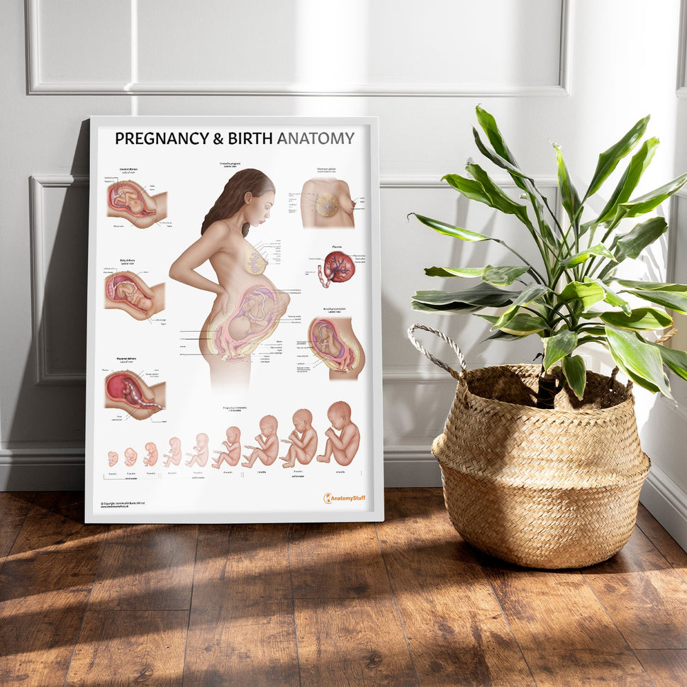 Pregnancy and Birth Chart / Poster