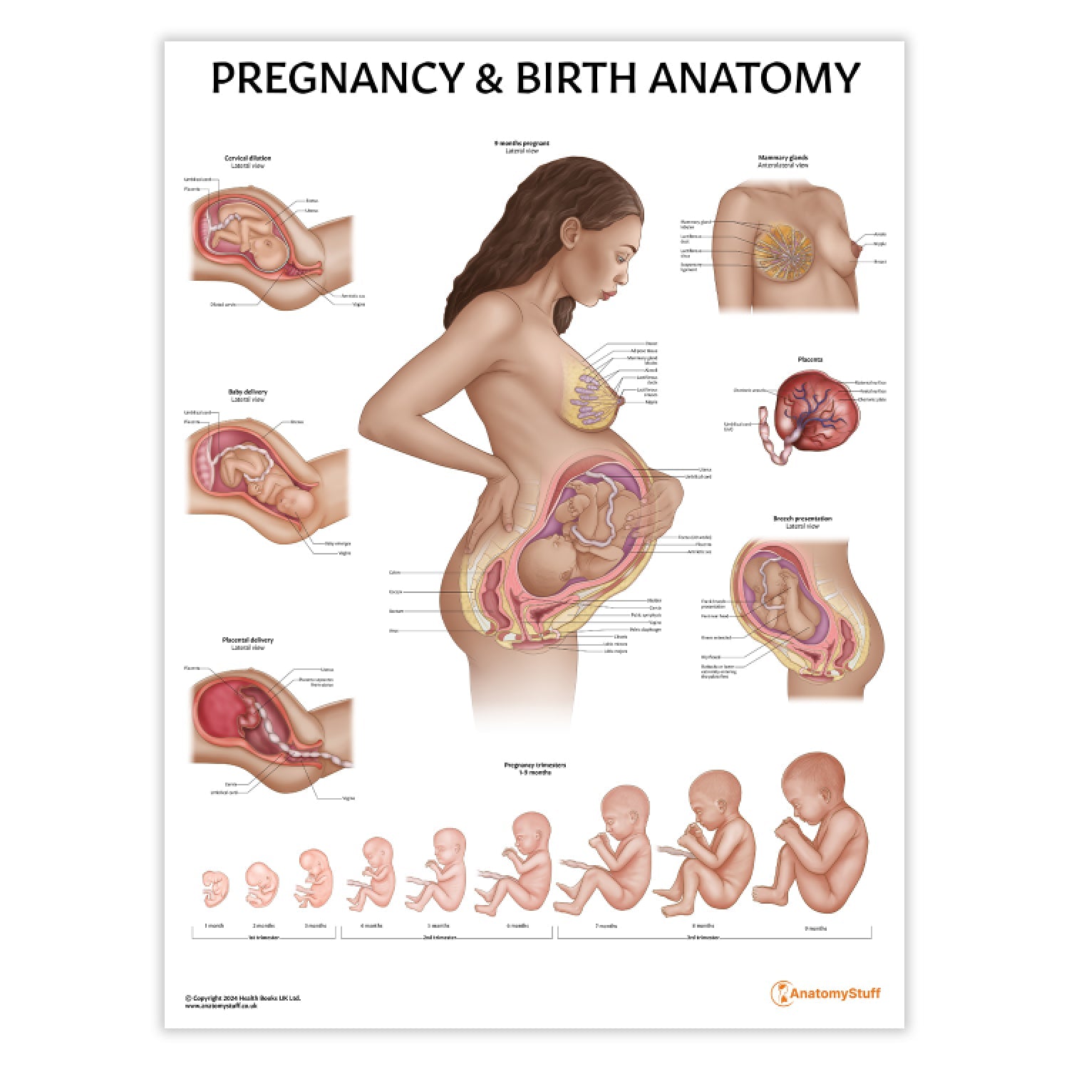 Pregnancy and Birth Chart / Poster