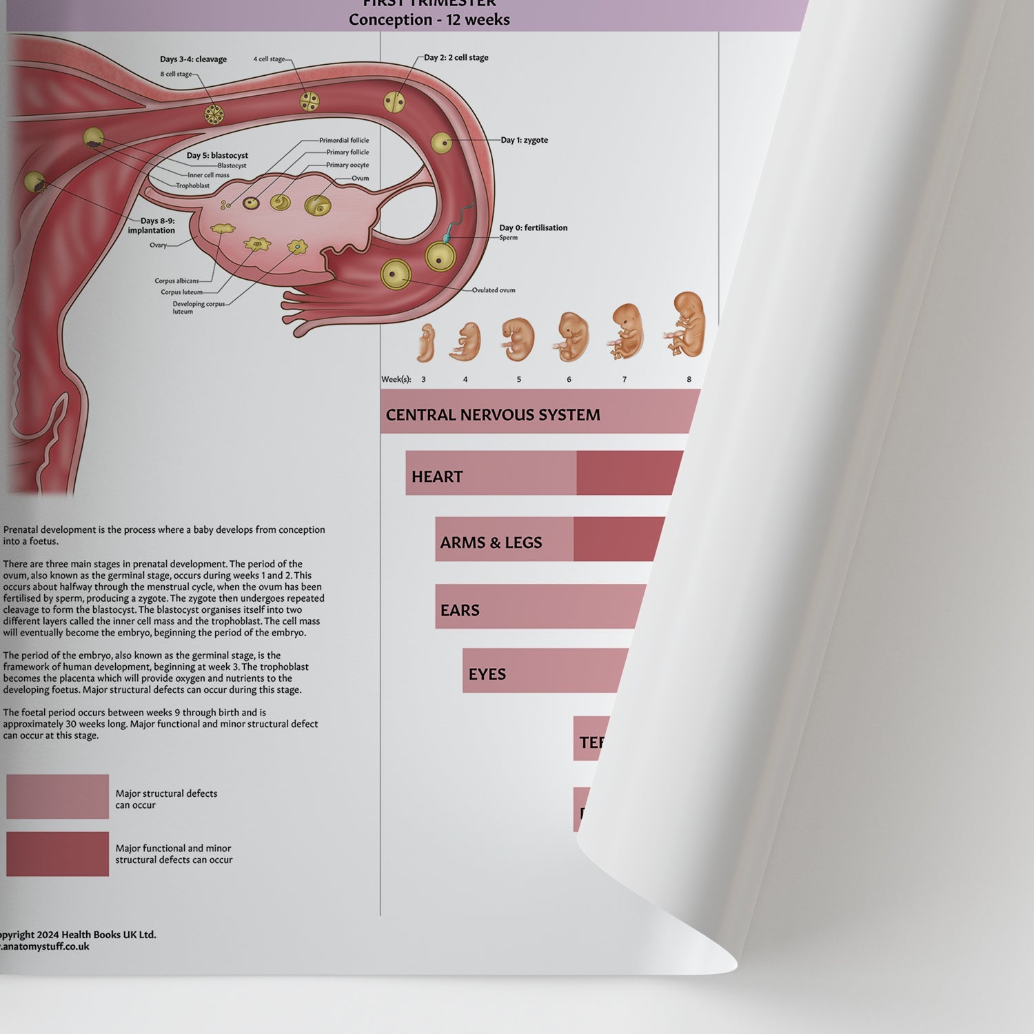 Prenatal Development Chart / Poster