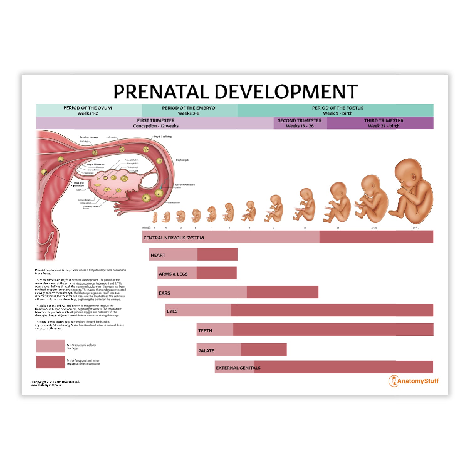 Prenatal Development Chart / Poster