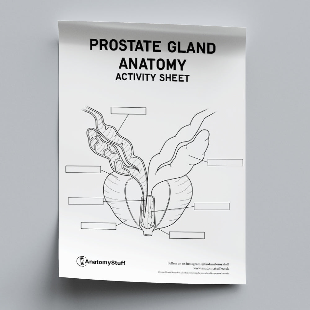 Prostate Gland Anatomy Activity Sheet PDF