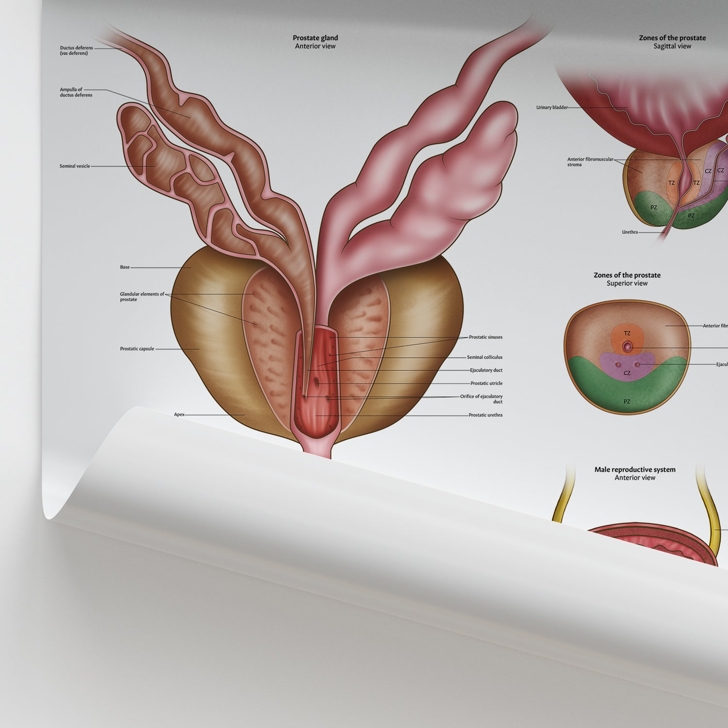 Prostate Anatomy Chart / Poster