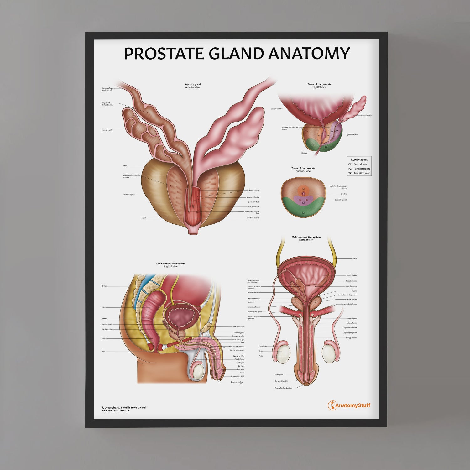Prostate Anatomy Chart / Poster