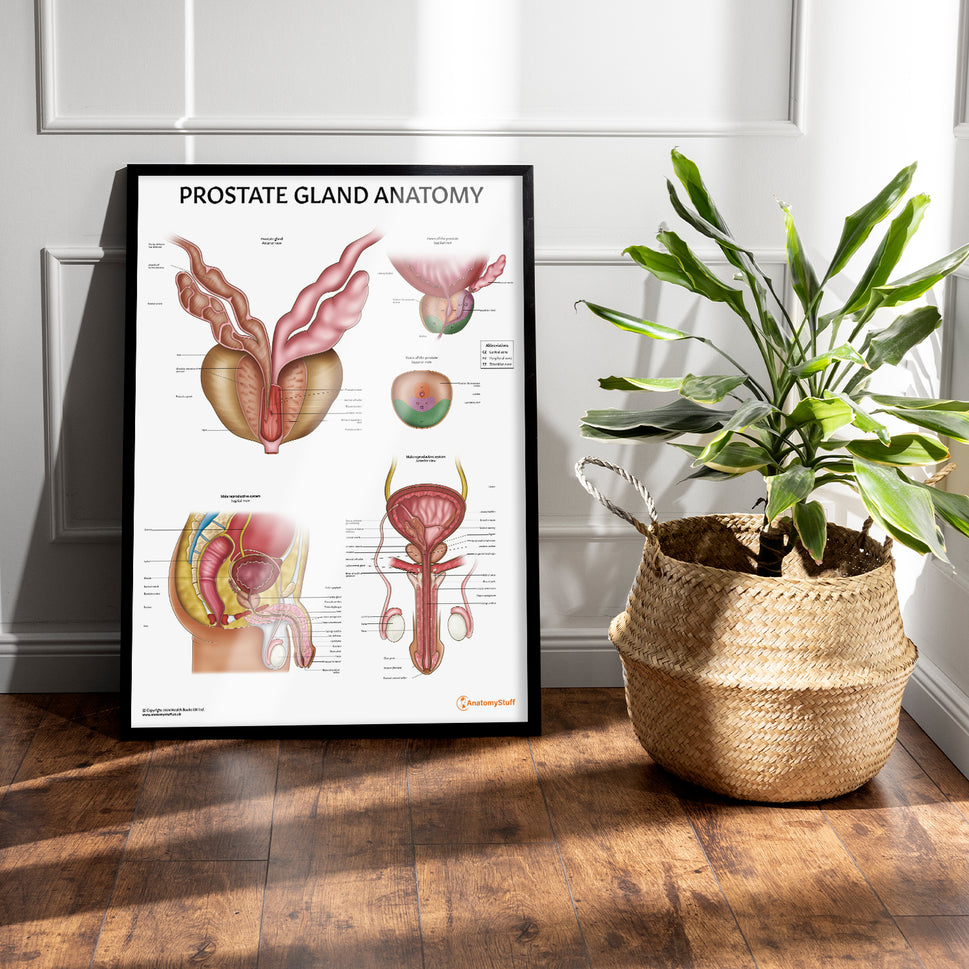 Prostate Anatomy Chart / Poster